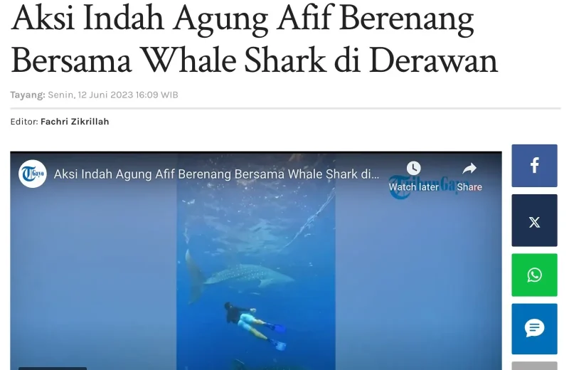 Tribun Gayo — Aksi Indah Agung Afif Berenang Bersama Whale Shark di Derawan